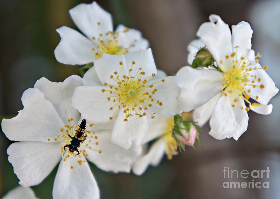 Bugaboo Apple Blossoms Photograph by Lilliana Mendez
