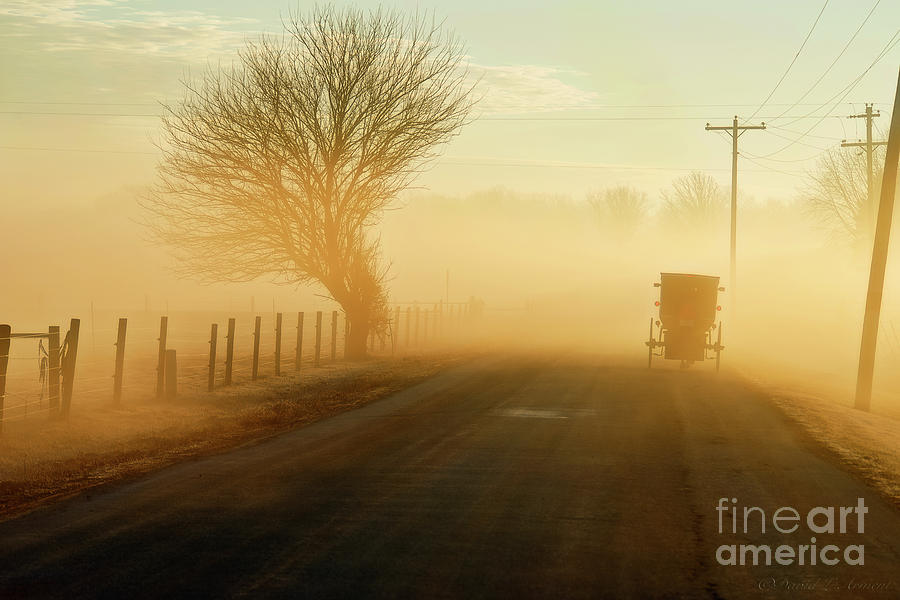 Buggy Passes Tree on Foggy Morning Photograph by David Arment