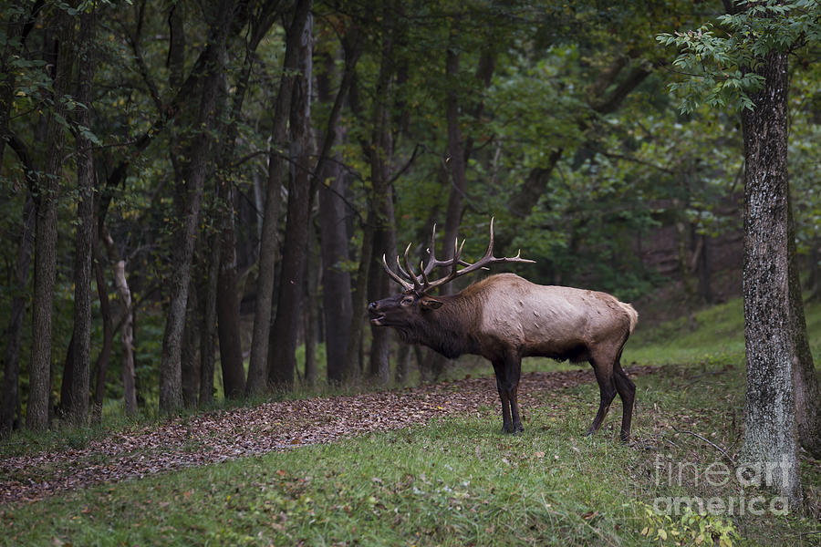 Bull Elk Bugle Photograph by Andrea Silies