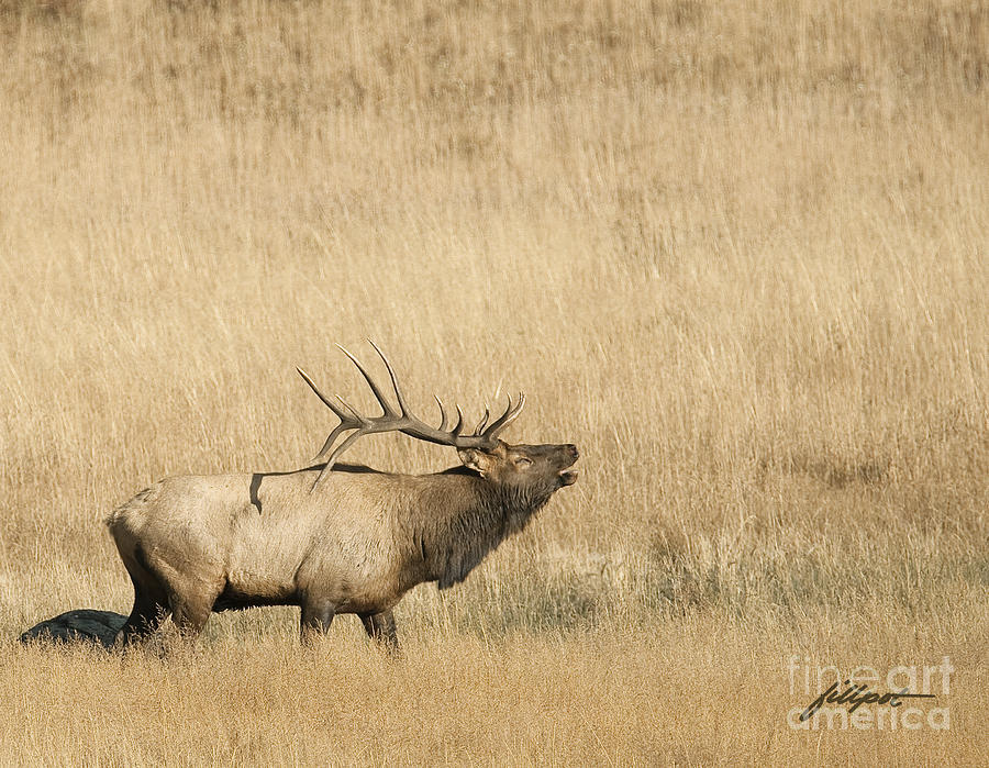 Rocky Mountain National Park Photograph - Bugleing by Bon and Jim Fillpot