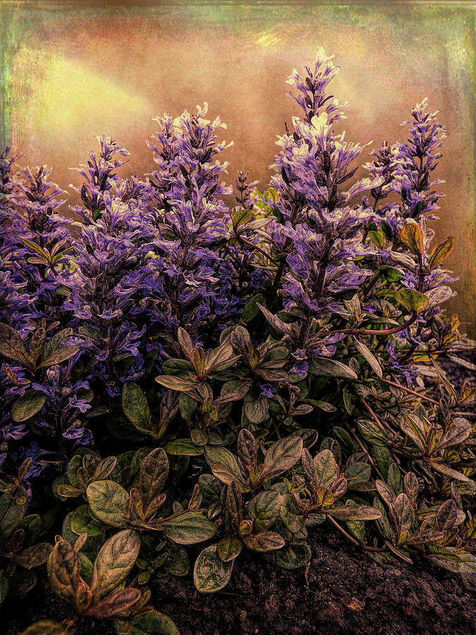Bugleweed Chocolate Chip Photograph by Leslie Montgomery