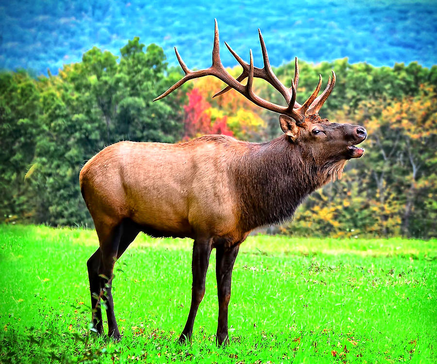 Bugling Bull Elk Photograph by Bernadette Chiaramonte - Fine Art America