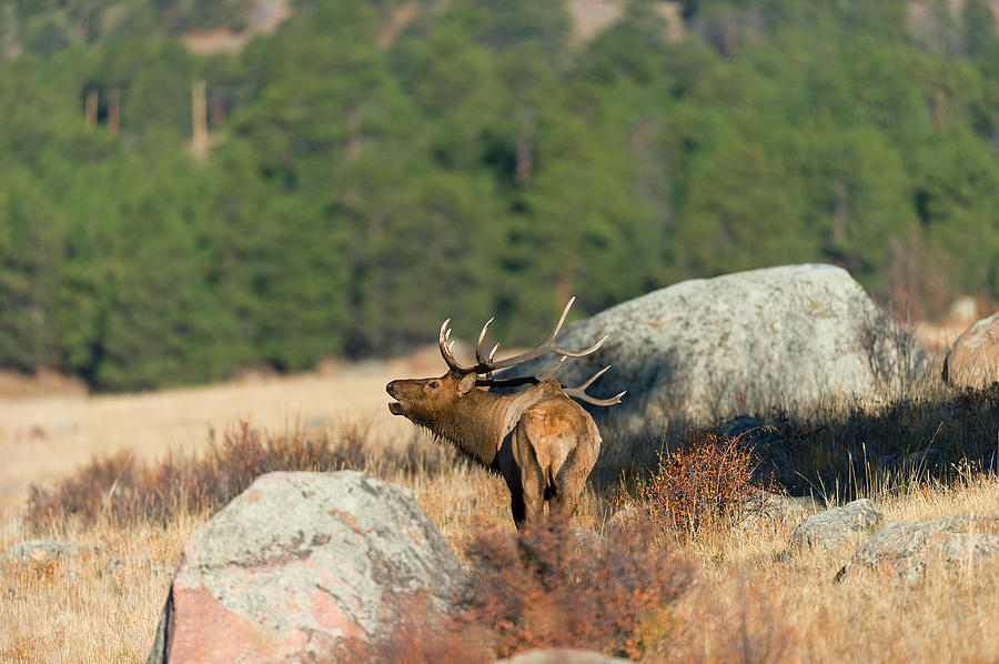Bugling Bull Elk  Photograph by Gary Langley