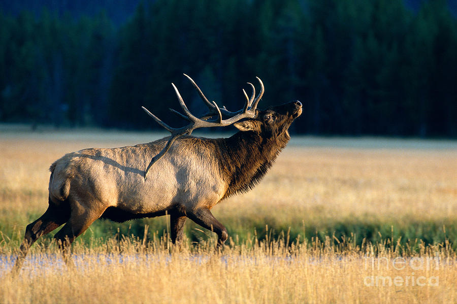 Yellowstone National Park Photograph - Bugling Bull Elk by John Hyde - Printscapes