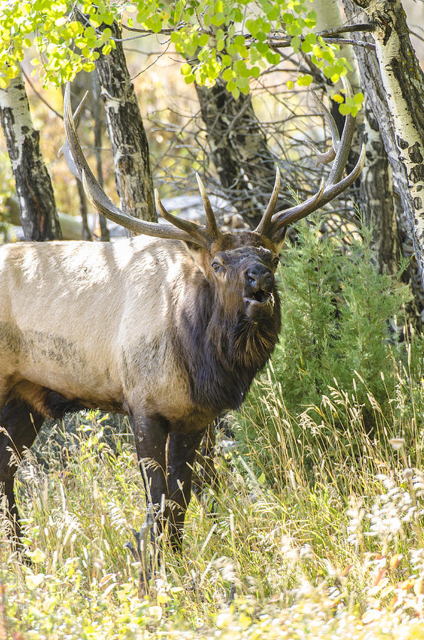 Bugling Bull Elk Vertical Photograph by David Drew