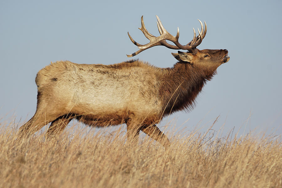 Bugling Elk Photograph by Alan Hutchins