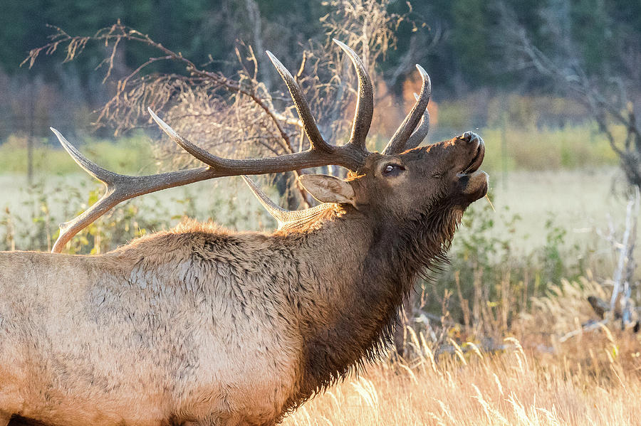 Bugling Elk Bull Close Up Photograph by Tony Hake