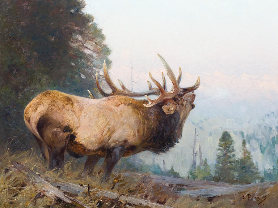 Wildlife Painting - Bugling Elk  by Celestial Images