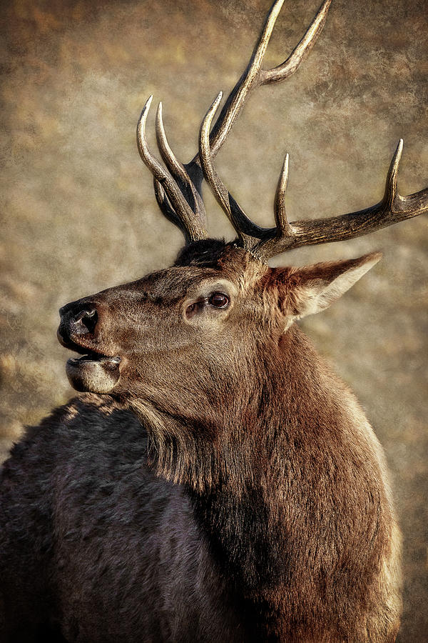 Bugling Elk Photograph by Wes and Dotty Weber