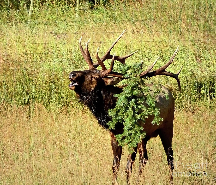 Bugling Elk In Colorado Photograph by Nava Thompson
