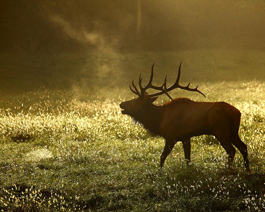 Bugling Elk in November Sunrise Photograph by Michael Dougherty