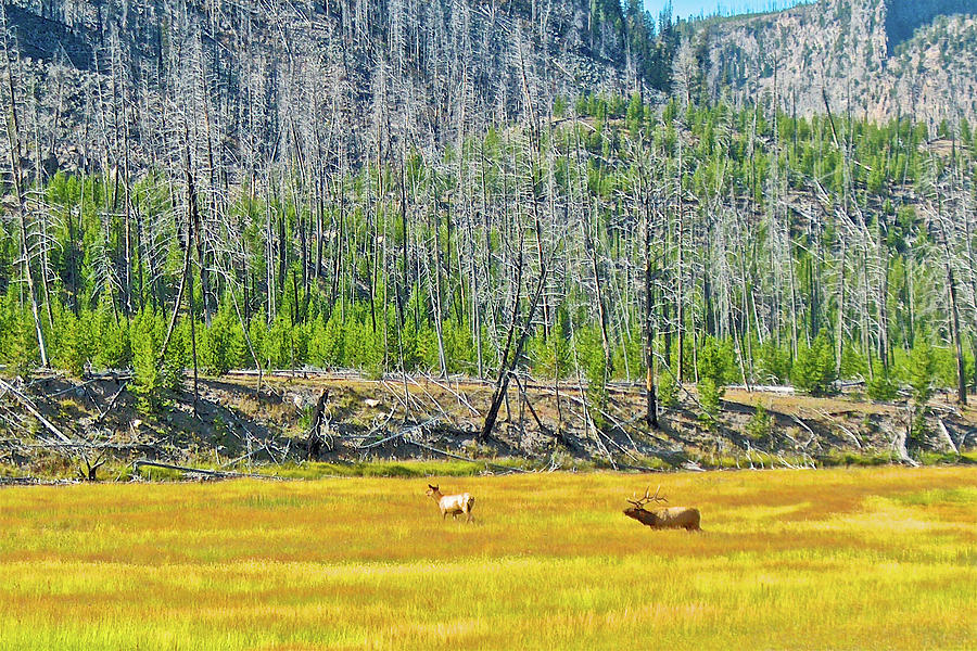 Bugling Elk near Madison River in Yellowstone National Park, Wyoming  Photograph by Ruth Hager