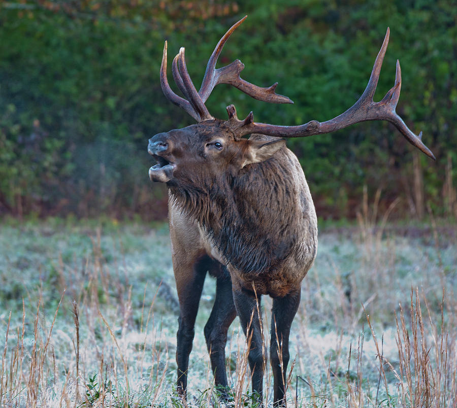 Bugling Elk Photograph by Rick Hartigan
