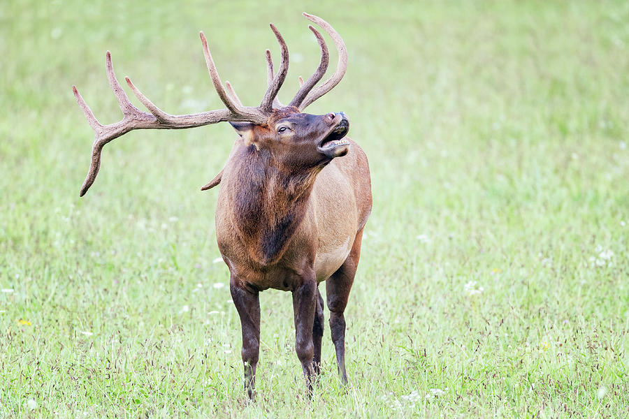 Bugling Elk Photograph by Todd Ryburn