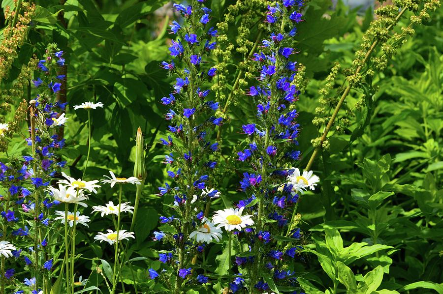 Bugloss And Daisys Photograph by Lyle Crump