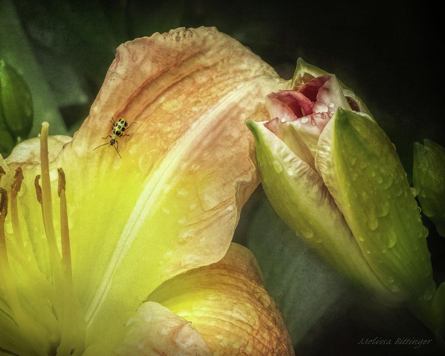 Bugs and Blooms, Cucumber Beetle Daylily Photograph by Melissa Bittinger