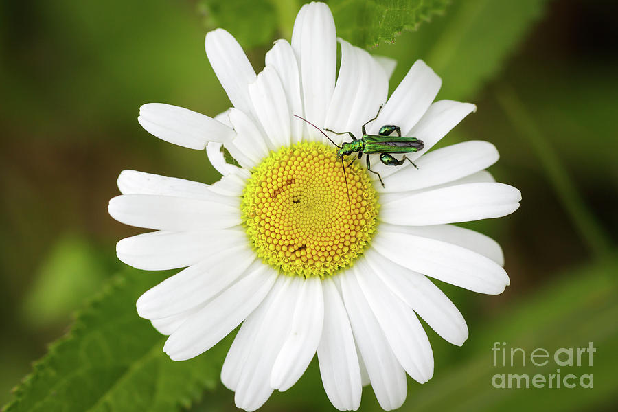 Bugs Life by Paul Farnfield Bugs Life by Paul Farnfield