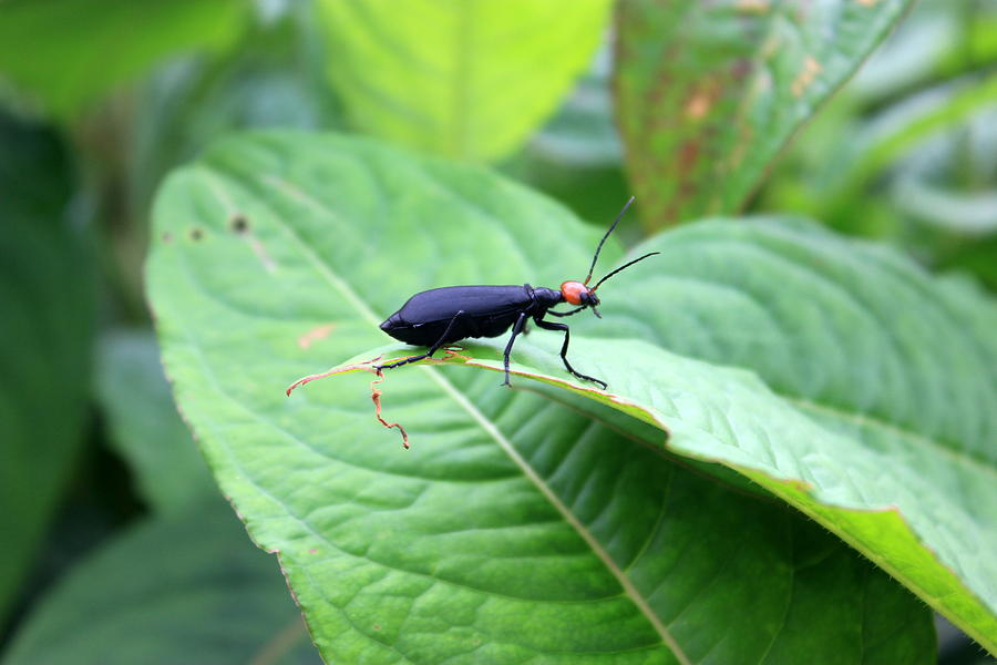 Bugs Photograph by Silpa Saseendran
