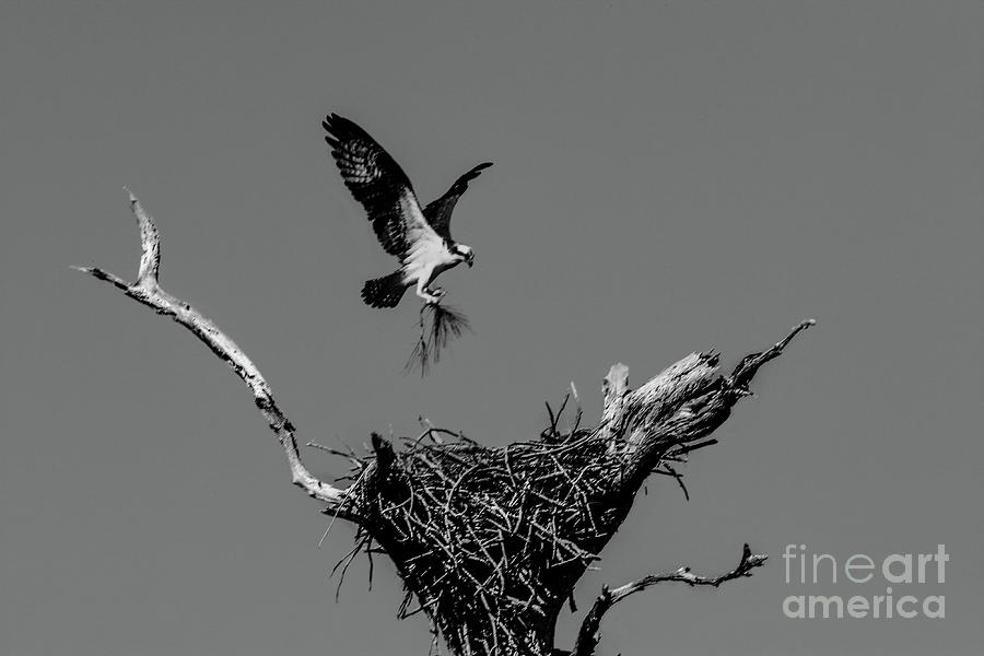 Building Nest, Osprey Photograph by Felix Lai