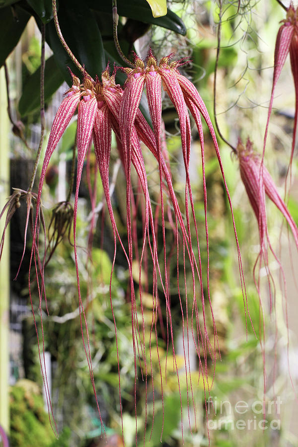 Bulbophyllum Elizabeth Ann Buckleberry