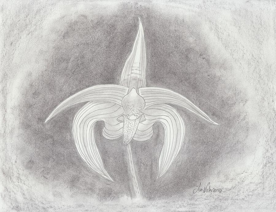 Bulbophyllum Polystictum Orchid Drawing by Martin Valeriano