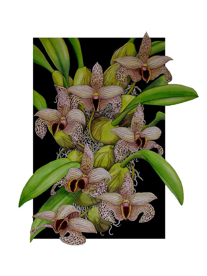 Orchids Painting - Bulbophyllum sumatranum by Darren James Sturrock Orchids Painting - Bulbophyllum sumatranum by Darren James Sturrock