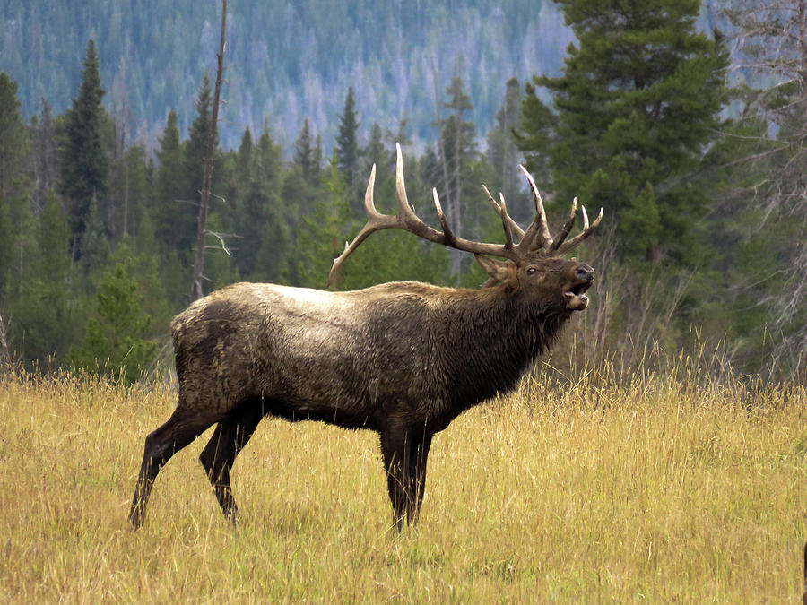 Bugling Bull Elk Photograph by Kelly Kennon