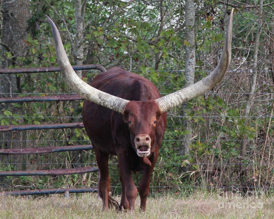 Ankoli Watusi Bull Photograph by Dodie Ulery