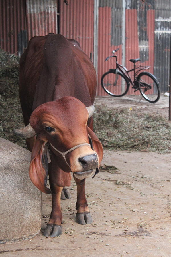 Bull and Bicycle at Sri Viveks Goshala, Satara Photograph by Jennifer Mazzucco