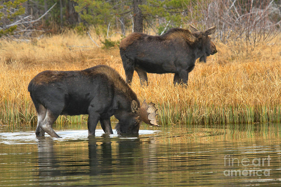 Moose Photograph - Bull And Cow by Adam Jewell