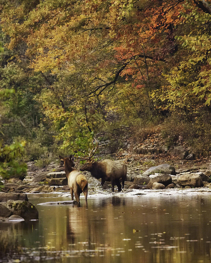 Bull and Cow Elk in Buffalo River Crossing Photograph by Michael Dougherty
