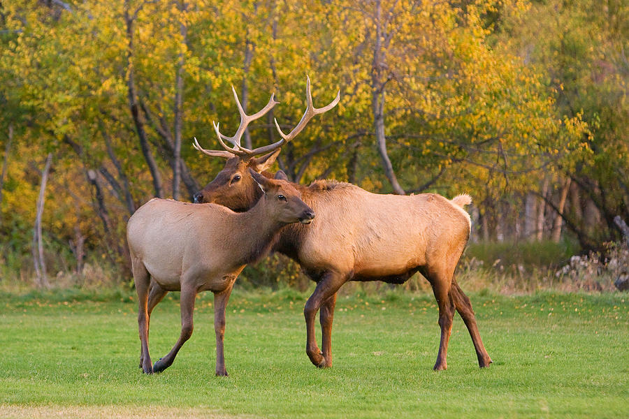 Bull and Cow Elk - Rutting Season Photograph by James BO Insogna