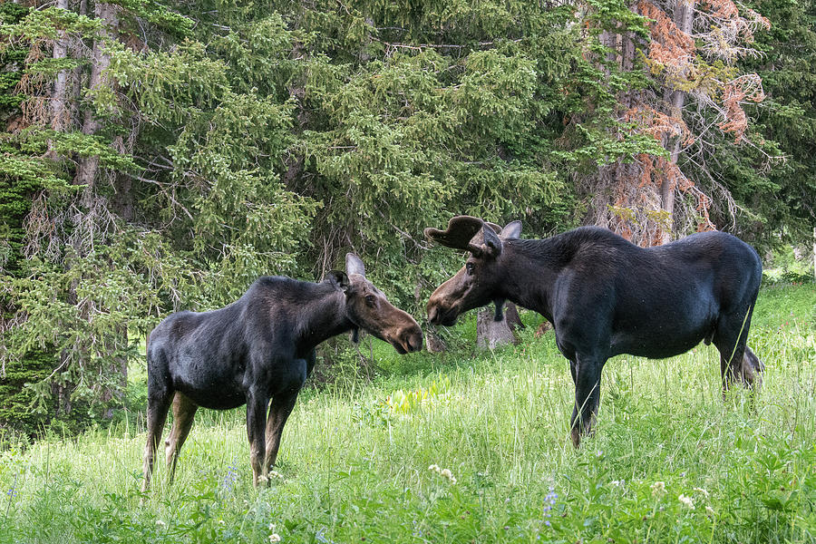 Bull and Cow Moose Interaction Photograph by Howie Garber - Fine Art ...