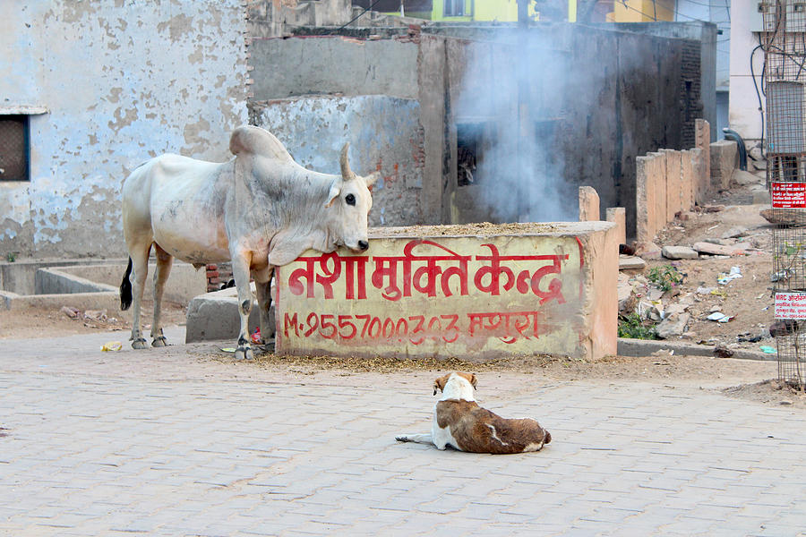 Bull and Dog, Vrindavan Photograph by Jennifer Mazzucco