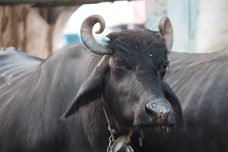 Bull, Barsana Photograph by Jennifer Mazzucco