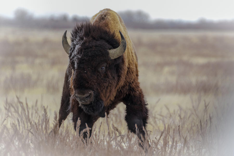 Bull Bison 2 Photograph by Kelly Kennon