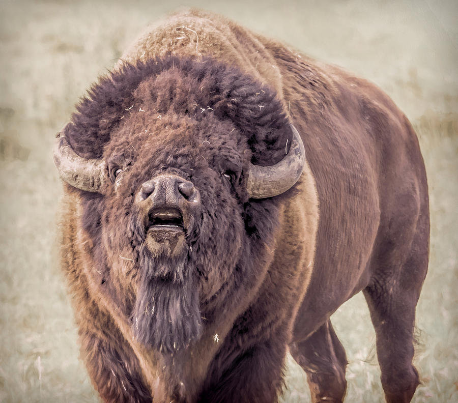 Bull Bison Photograph by Cindi Alvarado | Fine Art America