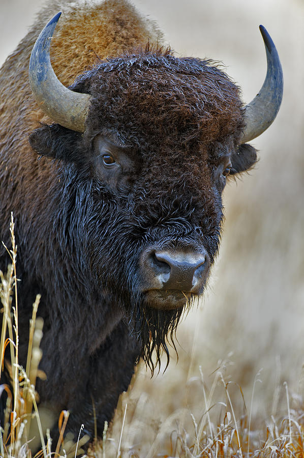 Bull Bison Closeup Photograph By Gary Langley