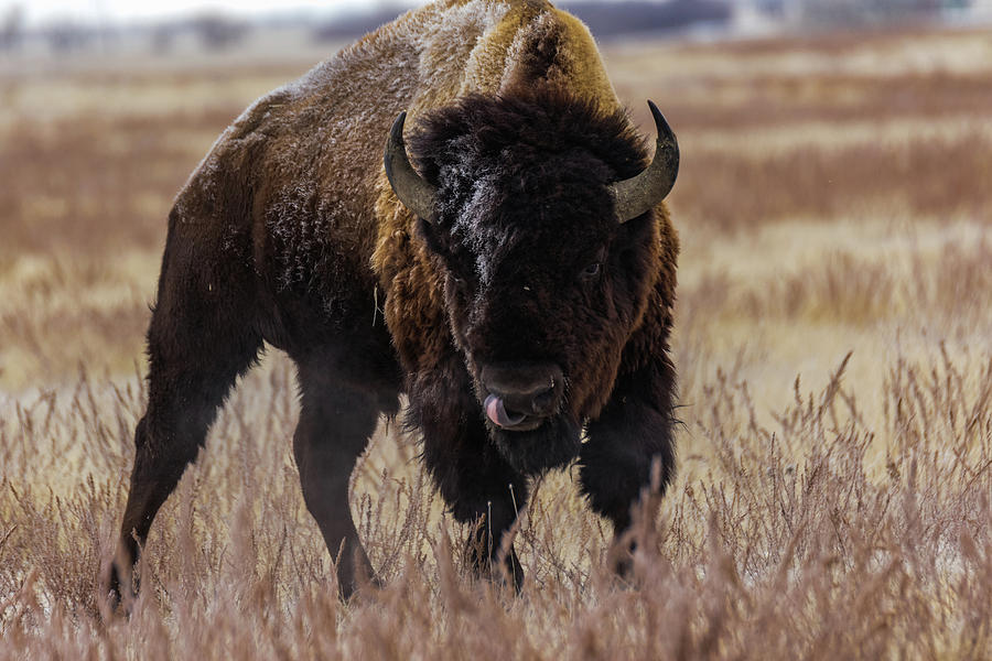   Bull Bison Photograph by Kelly Kennon