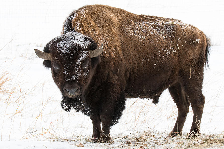 Bull Bison Stands Proudly on the Great Plains Photograph by Tony Hake