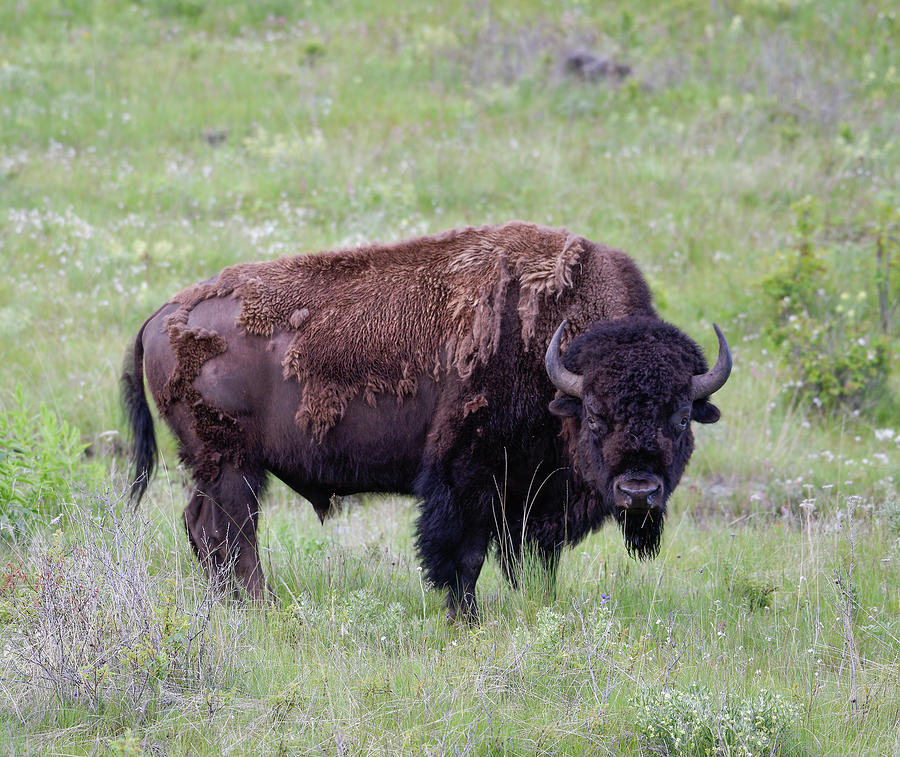 Animal Photograph - Bull Bison Starring into the Camera by Jerry Voss