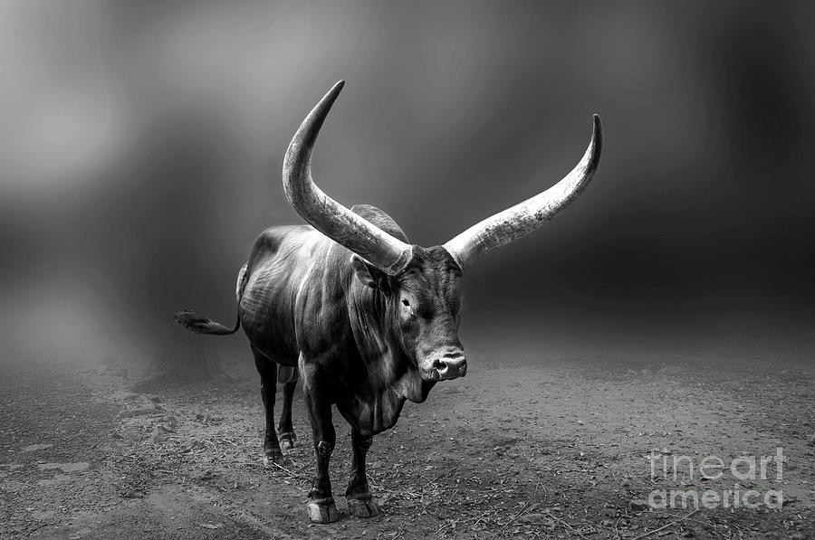 Bull BW Photograph by Charuhas Images
