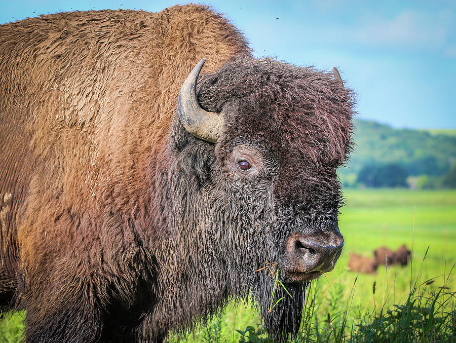 Bison Photograph - Bull By The Horns  by Laine Smith-MemoryLaine