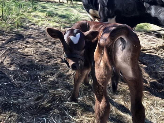 Cow Painting - Bull Calf by Jayme Cupples