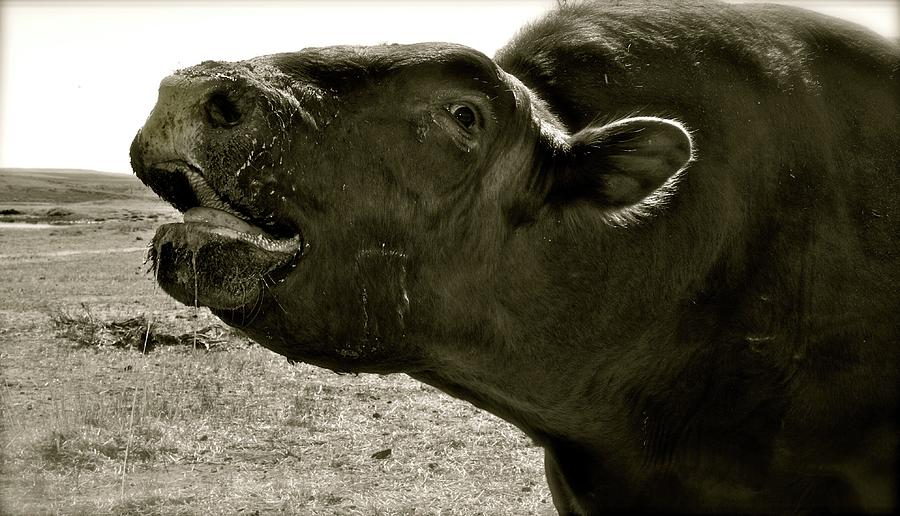 Bull Call Photograph by Amanda Smith