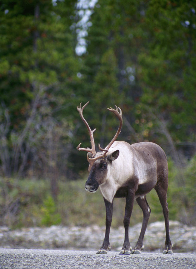 Bull Caribou Photograph by Ken Maher - Fine Art America