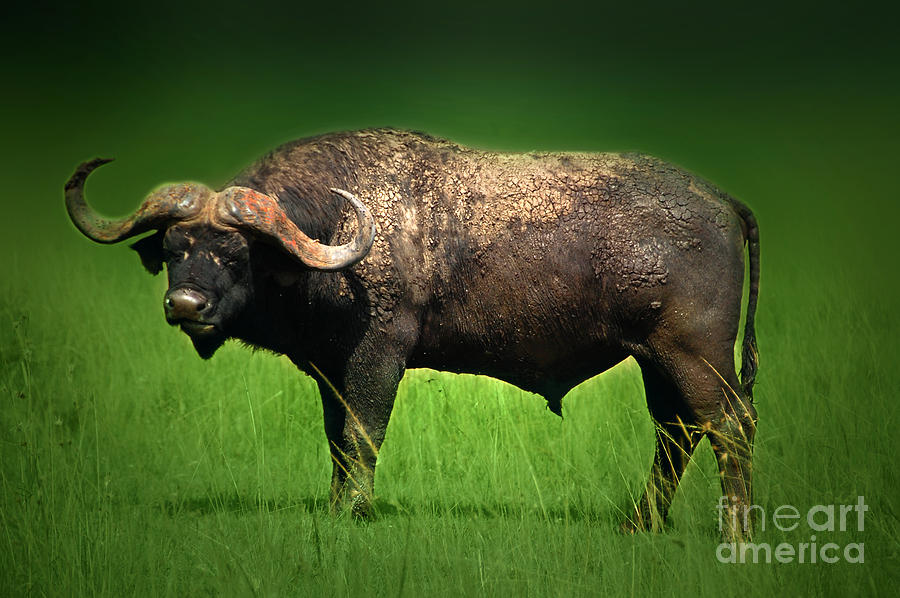 Bull Photograph by Charuhas Images