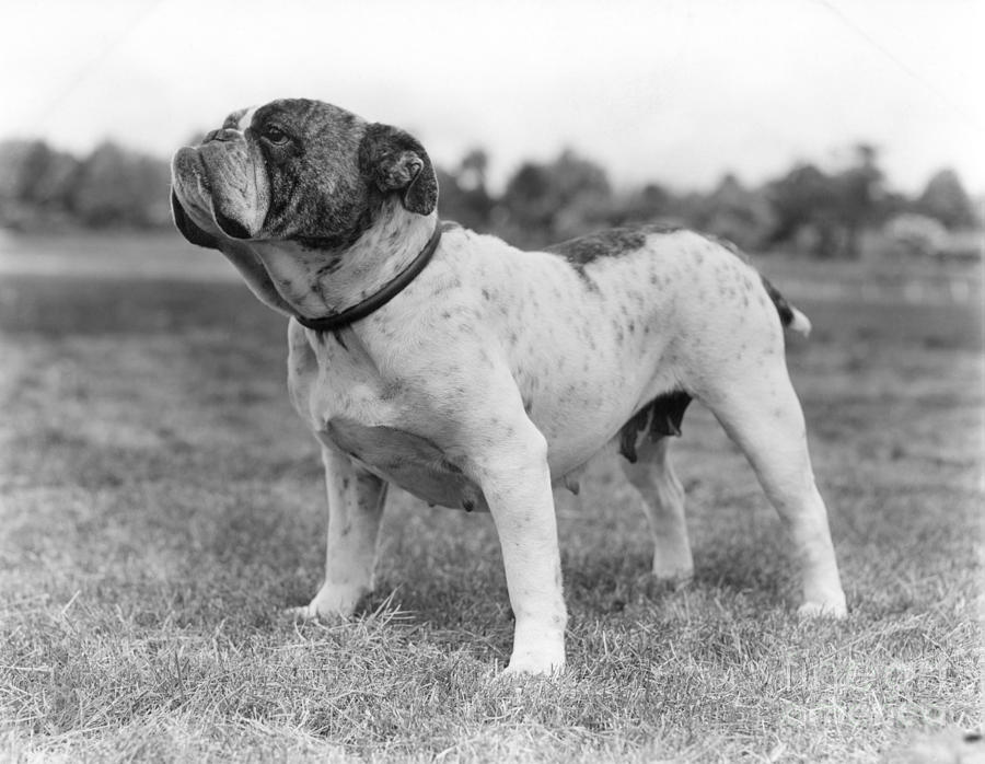 Bull Dog, C.1930s Photograph by H Armstrong Roberts and ClassicStock