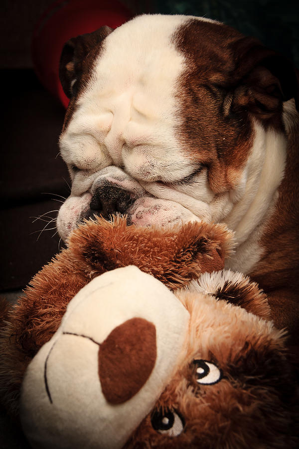 Bull Dog vs. Stuffed Dog Photograph by Joni Eskridge