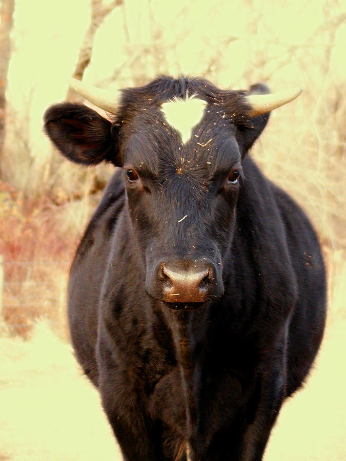 Bull Photograph by Dorothy Lee